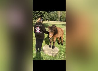 Shetland Mix, Giumenta, 27 Anni, 110 cm, Baio