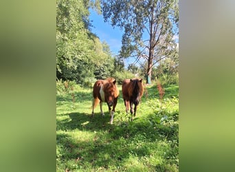 Shetland, Giumenta, 2 Anni, 103 cm, Morello