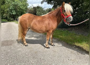 Shetland, Giumenta, 2 Anni, 90 cm, Sauro