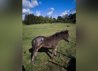 Shetland, Giumenta, 3 Anni, 108 cm, Leopard