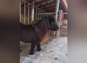 Shetland, Giumenta, 3 Anni, 80 cm, Morello