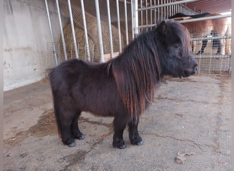 Shetland, Giumenta, 3 Anni, 80 cm, Morello