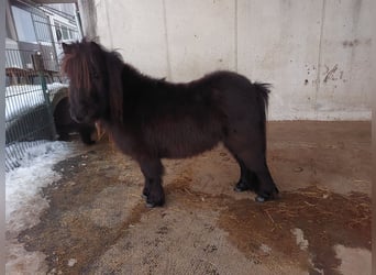 Shetland, Giumenta, 3 Anni, 80 cm, Morello