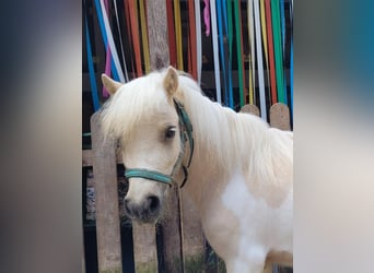 Shetland, Giumenta, 3 Anni, 95 cm, Palomino