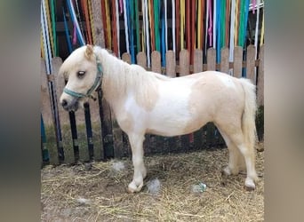 Shetland, Giumenta, 3 Anni, 95 cm, Palomino