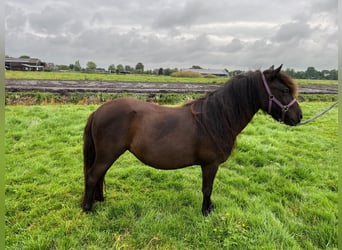 Shetland, Giumenta, 3 Anni, 99 cm, Morello