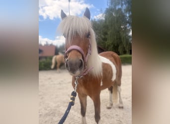 Shetland, Giumenta, 4 Anni, 106 cm, Pezzato