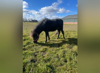 Shetland, Giumenta, 4 Anni, 93 cm, Morello