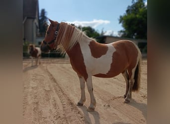 Shetland, Giumenta, 5 Anni, 103 cm, Pezzato