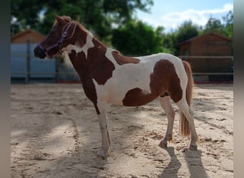 Shetland, Giumenta, 5 Anni, 103 cm, Pezzato