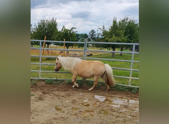 Shetland, Giumenta, 5 Anni, 105 cm, Champagne