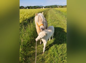 Shetland, Giumenta, 5 Anni, 105 cm, Champagne