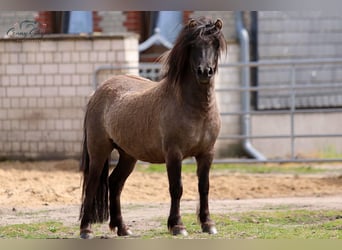 Shetland, Giumenta, 5 Anni, 105 cm, Falbo