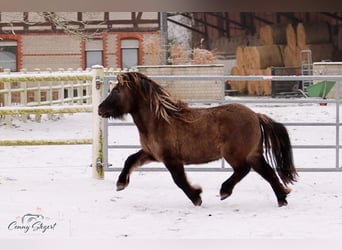 Shetland, Giumenta, 5 Anni, 105 cm, Falbo