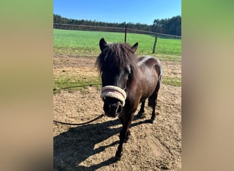 Shetland, Giumenta, 5 Anni, 105 cm, Morello