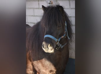 Shetland, Giumenta, 5 Anni, 107 cm, Morello
