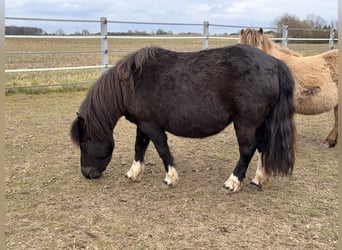 Shetland, Giumenta, 6 Anni, 105 cm, Tobiano-tutti i colori