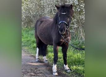 Shetland, Giumenta, 6 Anni, 105 cm, Tobiano-tutti i colori