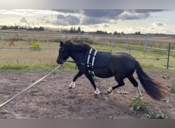 Shetland, Giumenta, 6 Anni, 105 cm, Tobiano-tutti i colori