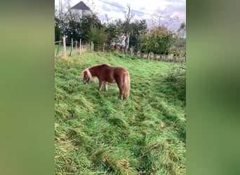 Shetland, Giumenta, 6 Anni
