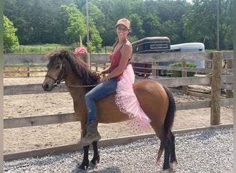 Shetland, Giumenta, 7 Anni, 109 cm, Pelle di daino