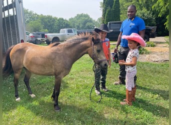 Shetland, Giumenta, 7 Anni, 109 cm, Pelle di daino