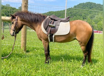 Shetland, Giumenta, 7 Anni, 109 cm, Pelle di daino