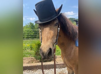Shetland, Giumenta, 7 Anni, 109 cm, Pelle di daino
