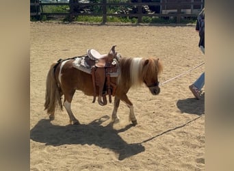 Shetland, Giumenta, 7 Anni, 90 cm