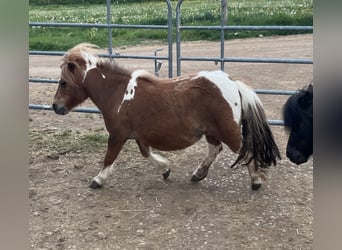 Shetland, Giumenta, 7 Anni, 90 cm