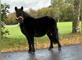 Shetland, Giumenta, 8 Anni, 105 cm, Morello
