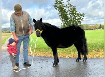 Shetland, Giumenta, 8 Anni, 105 cm, Morello