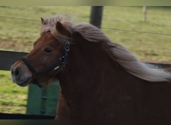 Shetland, Giumenta, 8 Anni, 117 cm, Sauro