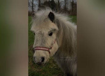 Shetland, Giumenta, 8 Anni