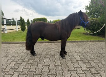 Shetland, Giumenta, 8 Anni, Morello