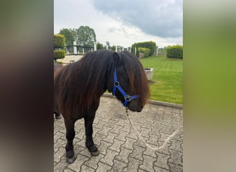 Shetland, Giumenta, 8 Anni, Morello