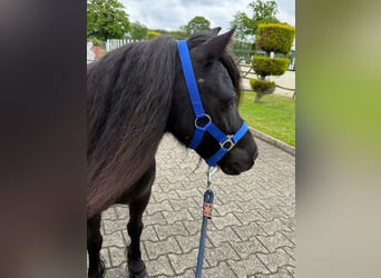 Shetland, Giumenta, 8 Anni, Morello