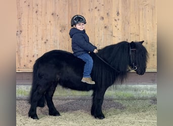 Shetland, Giumenta, 9 Anni, 100 cm, Morello