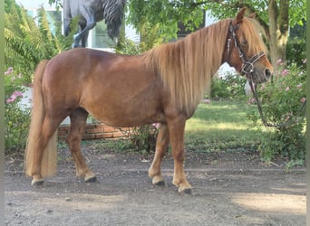 Shetland, Giumenta, 9 Anni, 103 cm, Sauro