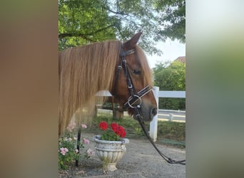 Shetland, Giumenta, 9 Anni, 103 cm, Sauro