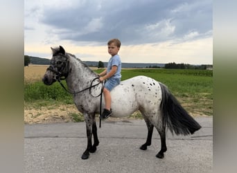 Shetland, Giumenta, 9 Anni, 110 cm, Leopard