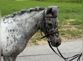 Shetland, Giumenta, 9 Anni, 110 cm, Leopard