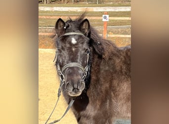 Shetland, Giumenta, 9 Anni, 110 cm, Morello