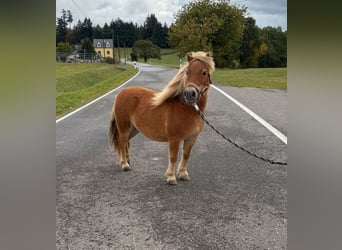 Shetland, Giumenta, 9 Anni, 85 cm
