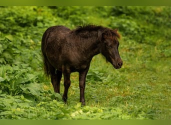 Shetland, Giumenta, Puledri (05/2025), 106 cm, Morello