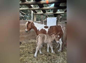 Shetland, Giumenta, Puledri (04/2026), 95 cm, Red dun