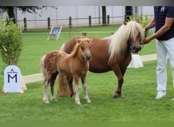 Shetland, Giumenta, Puledri (05/2026), Sauro