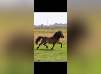 Shetland Mini, Castrone, 10 Anni, 75 cm, Baio