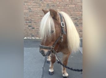 Shetland Mini, Castrone, 14 Anni, 90 cm, Falbo baio