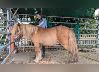 Shetland Mini, Castrone, 15 Anni, 87 cm, Sauro